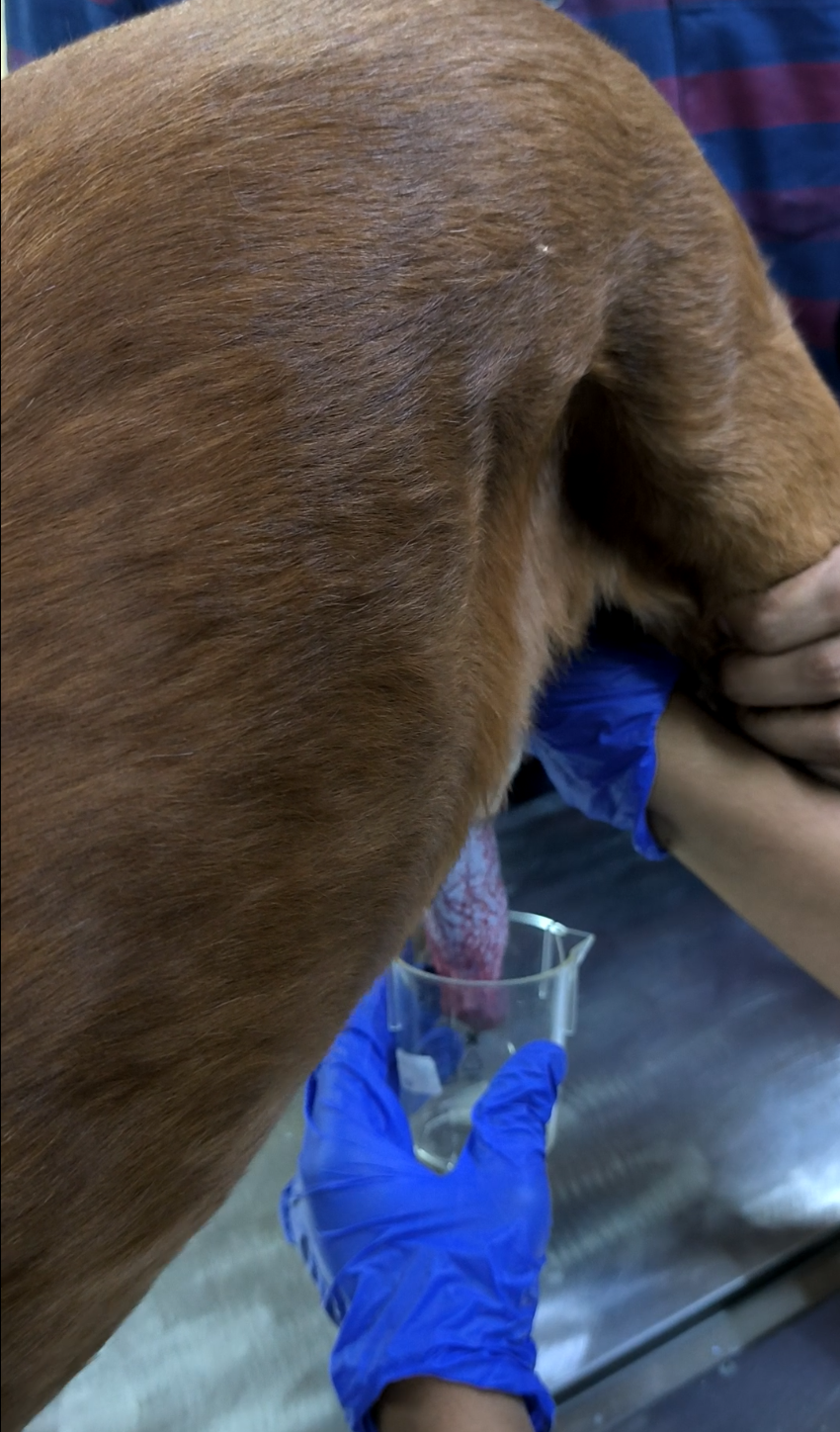 Dog Semen Collection Practical For UG And PG